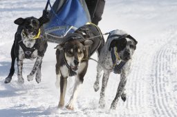 Lenk 2012 SM